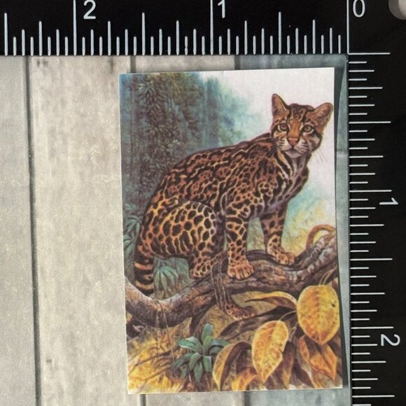 🌀10/$10🌀 Classic Vicious Cats Lion Tiger Cheetah Reusable Washi Sticker Decal - Picture 1 of 1